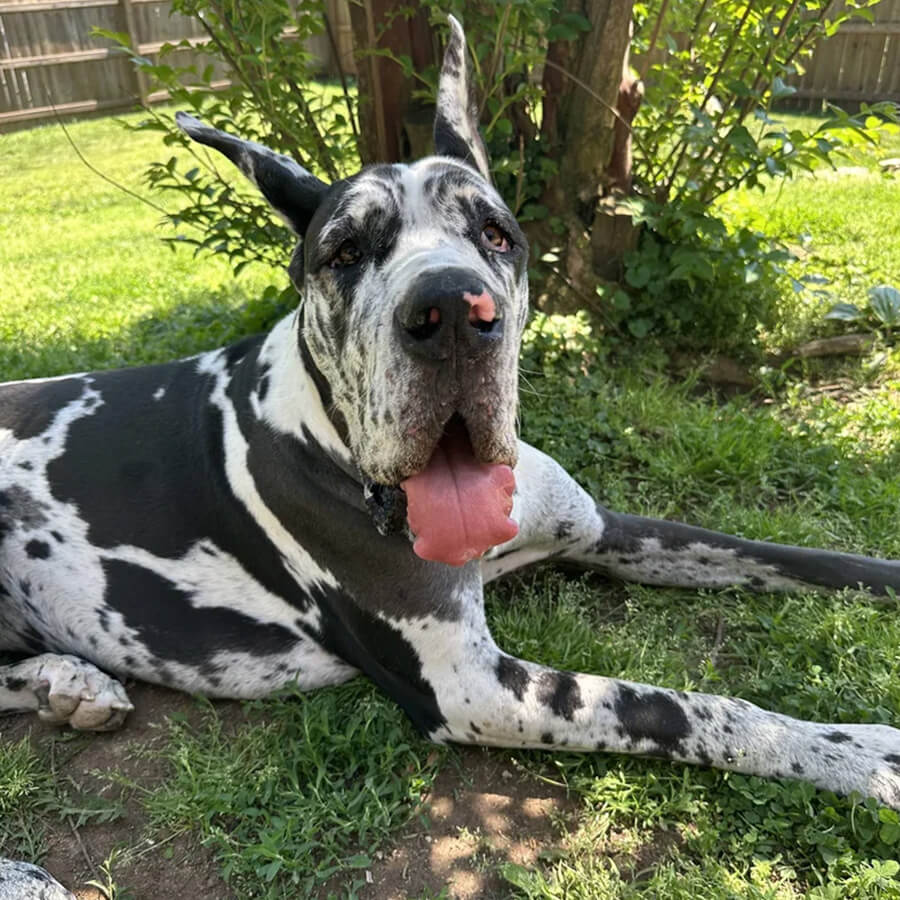 Large dog after grooming visit at The Woof Pack