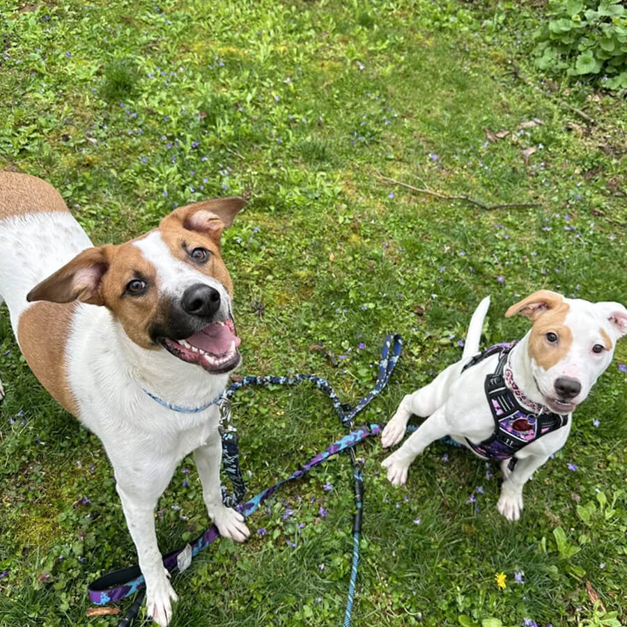 Dogs after grooming at The Woof Pack