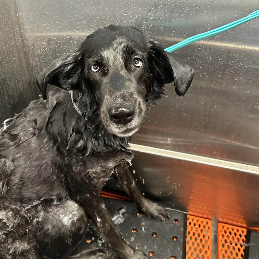Dog receiving bath and grooming service at The Woof Pack