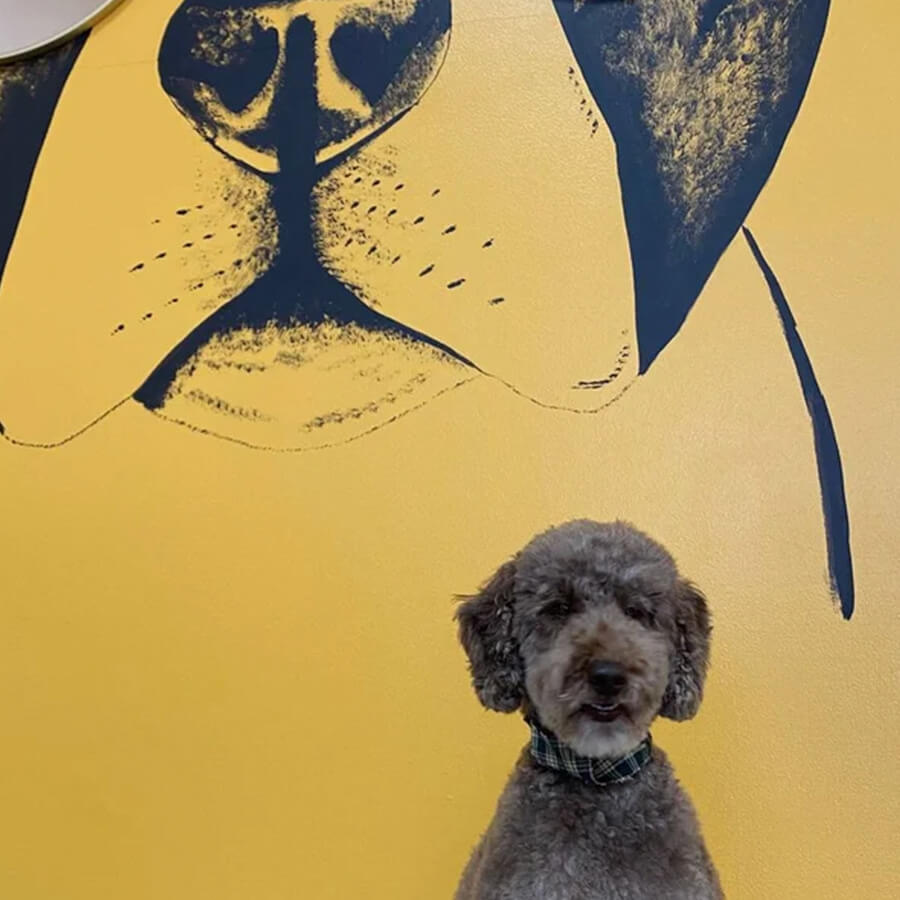 Groomed dog at The Woof Pack