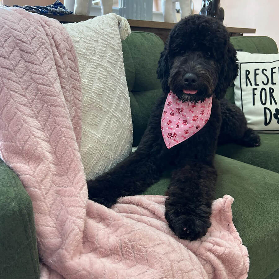 Dog resting after grooming at The Woof Pack