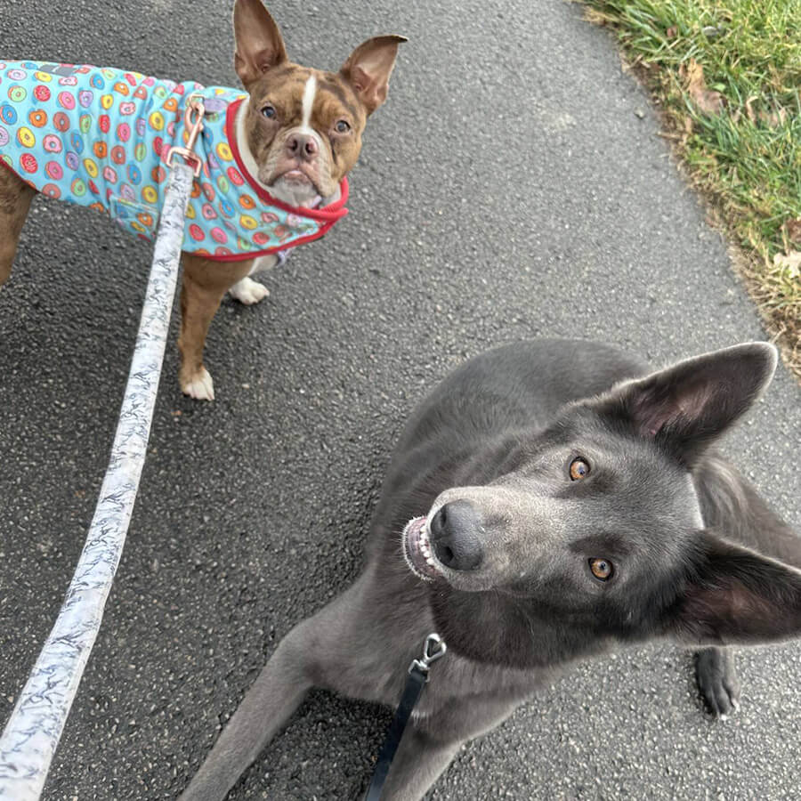 Dog visiting The Woof Pack for grooming services