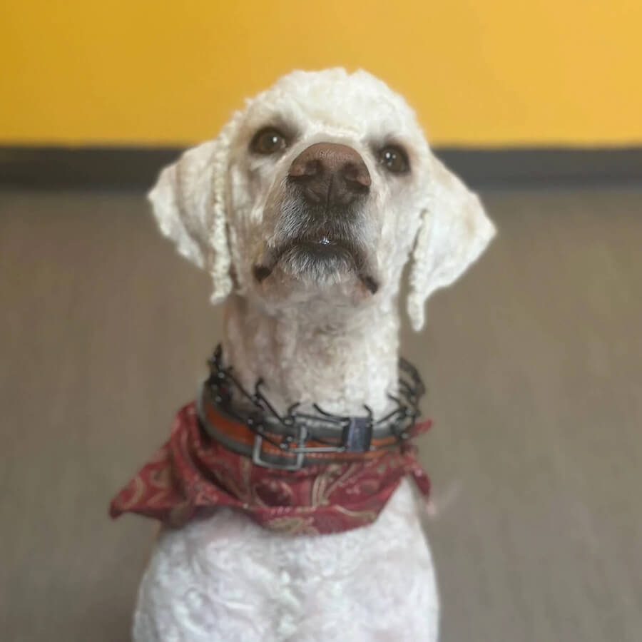 Groomed dog wearing bandana at The Woof Pack