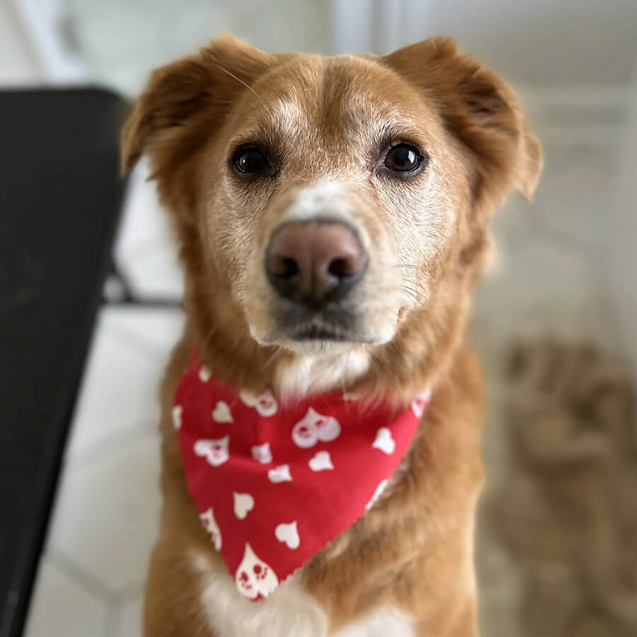 Groomed dog wearing bandana at The Woof Pack