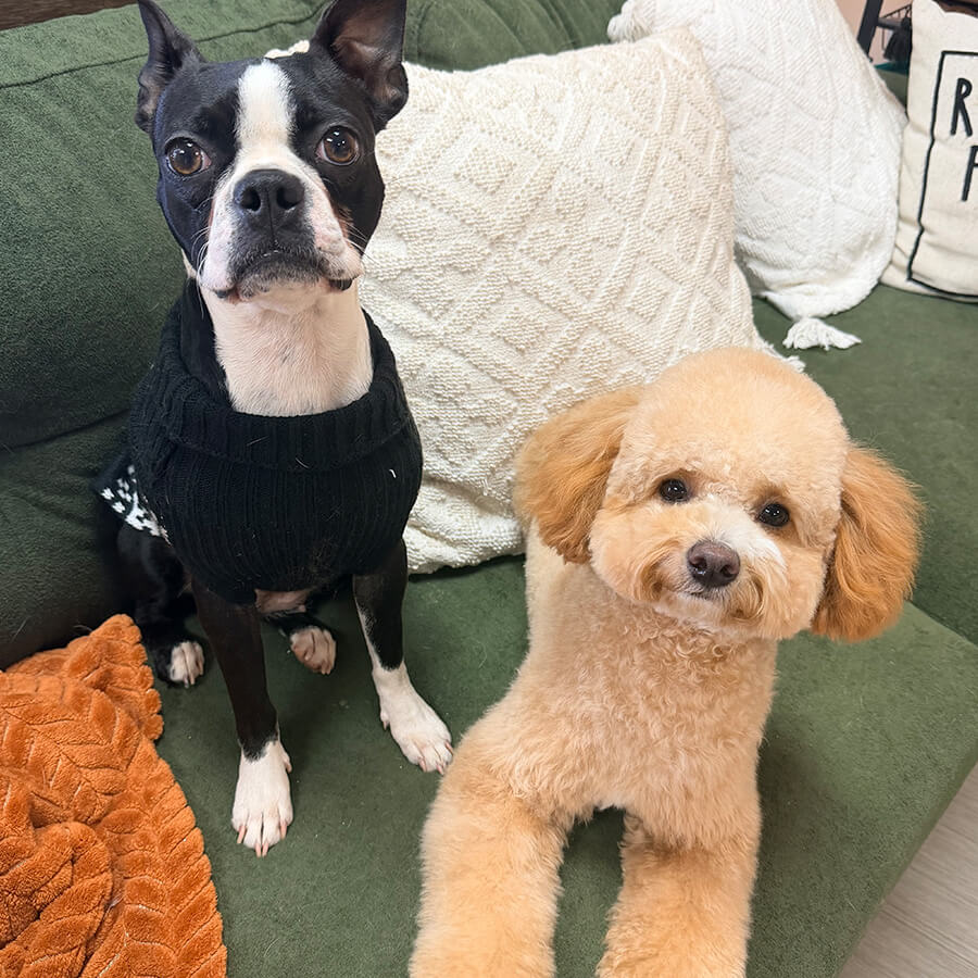 boston terrier and fluffy poodle dog sitting on a couch