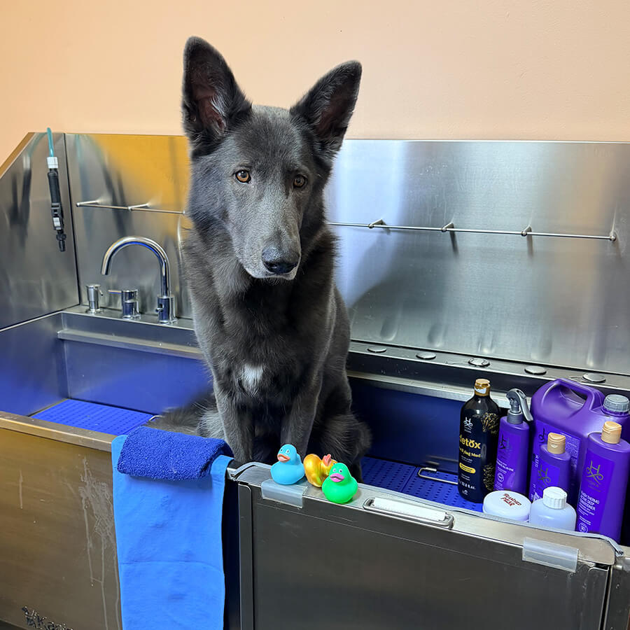 Artboard 15 copy grey large dog sitting in a grooming bathtub