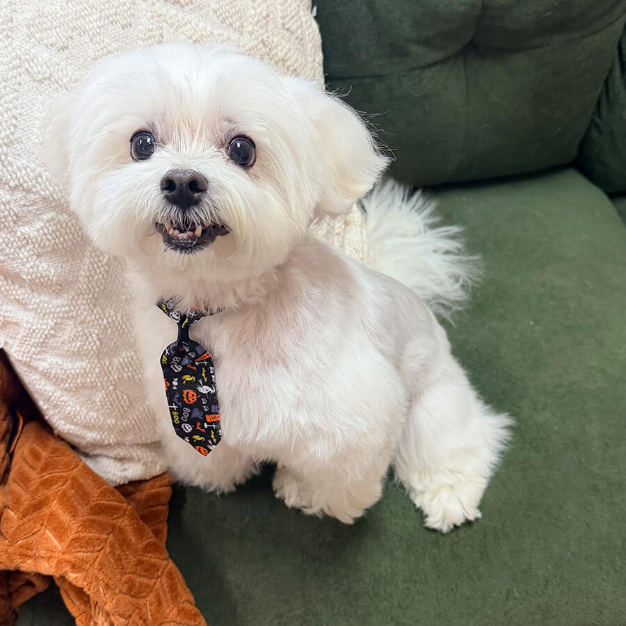 Artboard 16 copy white dog wearing a tie