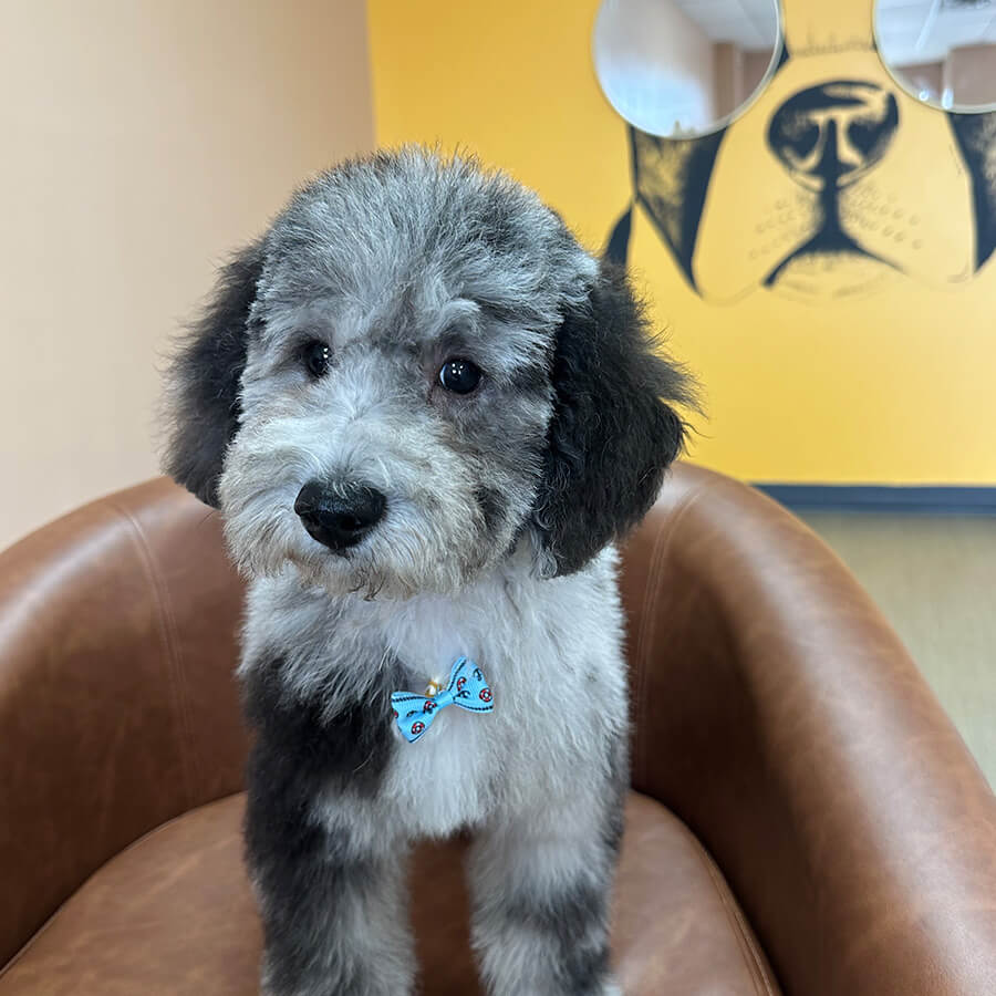 Artboard 17 copy grey and black fluffy dog wearing a bowtie