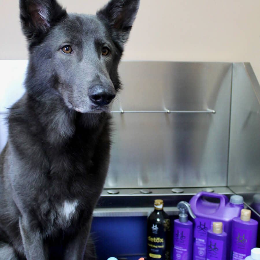 black dog sitting in a grooming bathtub