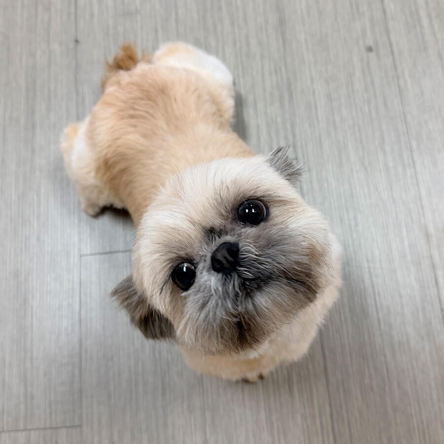 small dog after being groomed