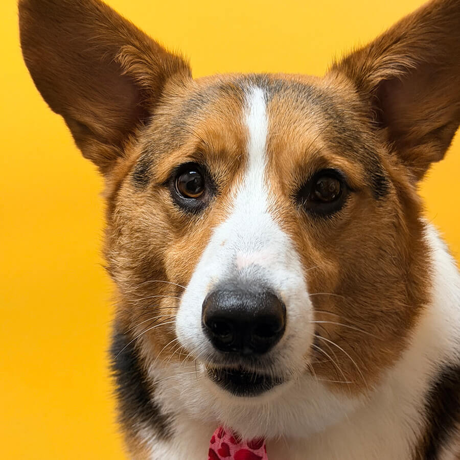 closeup of a corgi dog