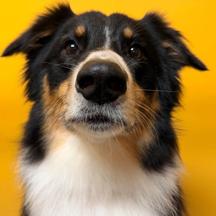 tricolored dog with a yellow background