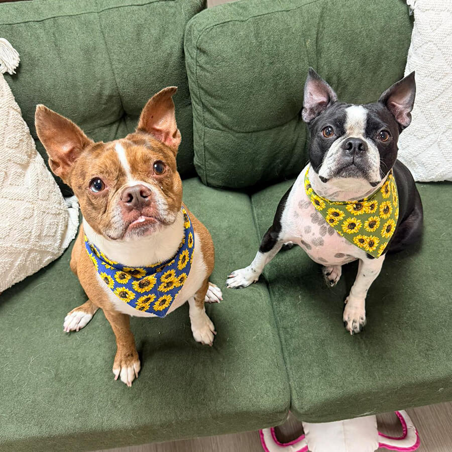 two boston terrier dogs wearing bandanas
