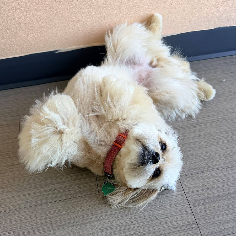 dog laying on its back on the floor