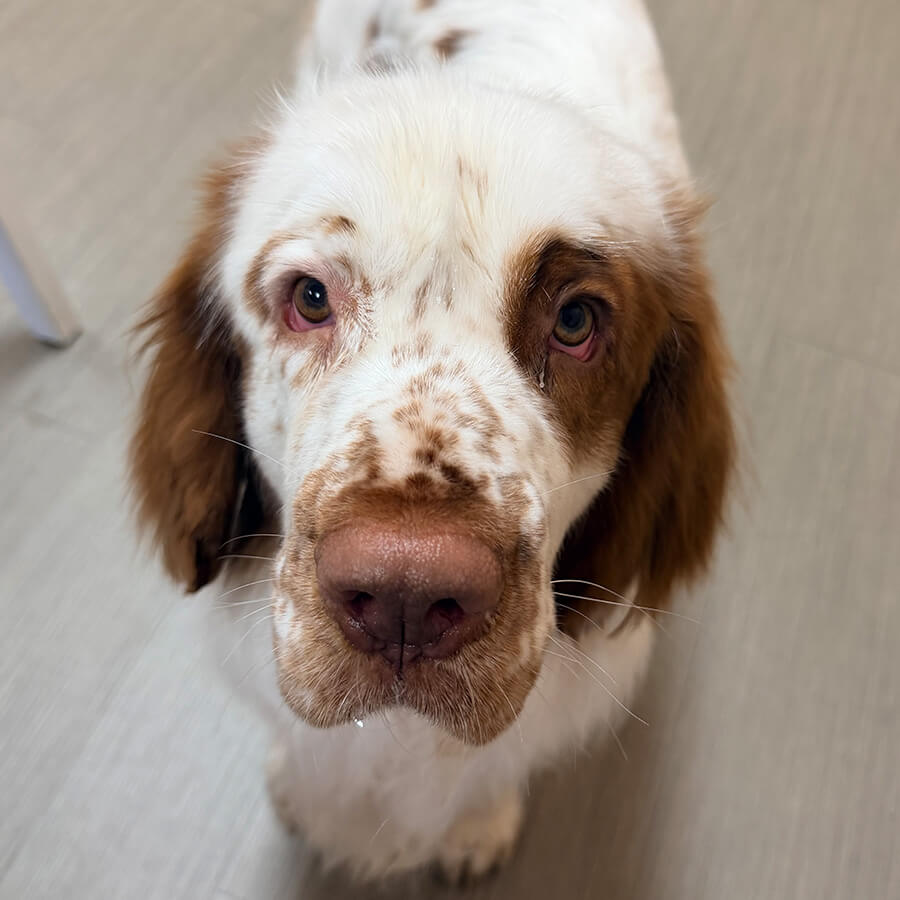 brown and white dog closeup