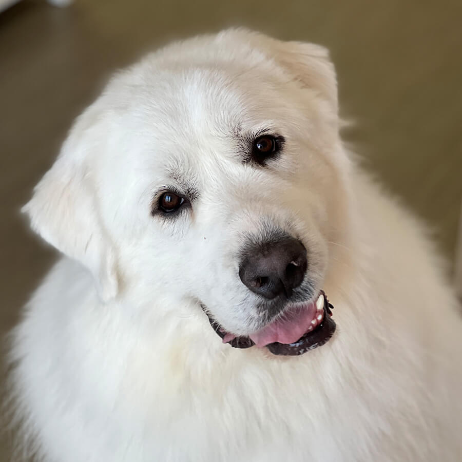 closeup of a white dog