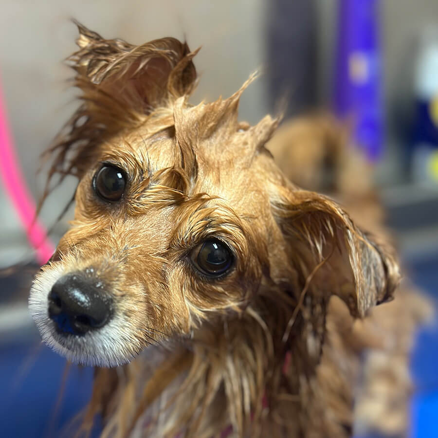 closeup of a dog after a bath