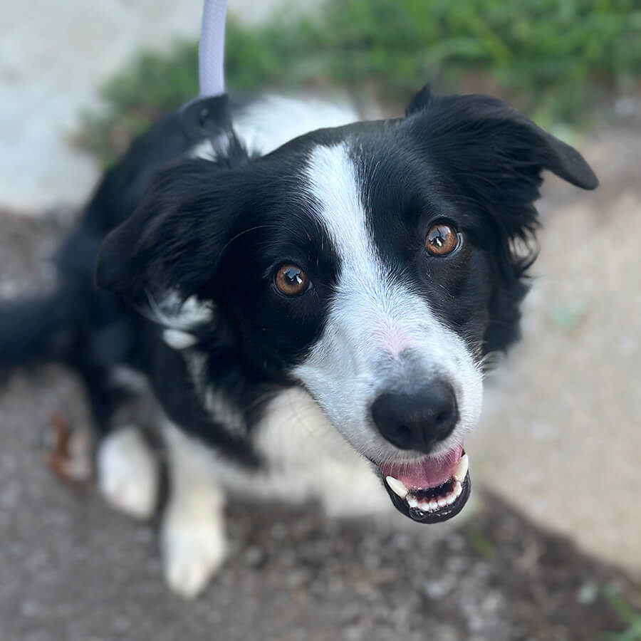 Artboard 30 black and white collie closeup