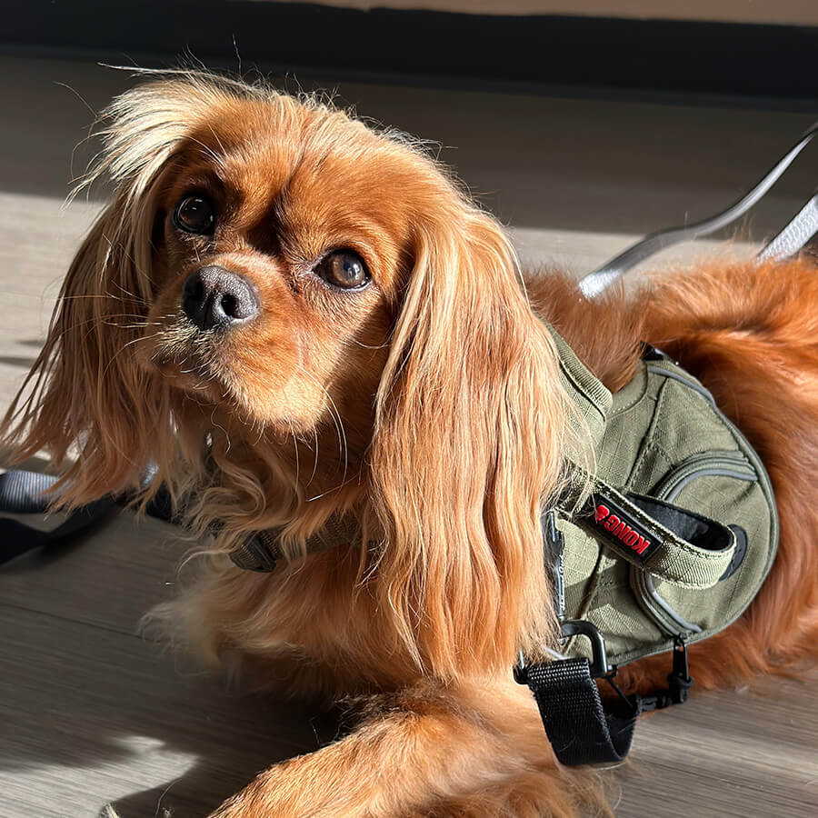 Artboard 31 red king charles cavalier spaniel