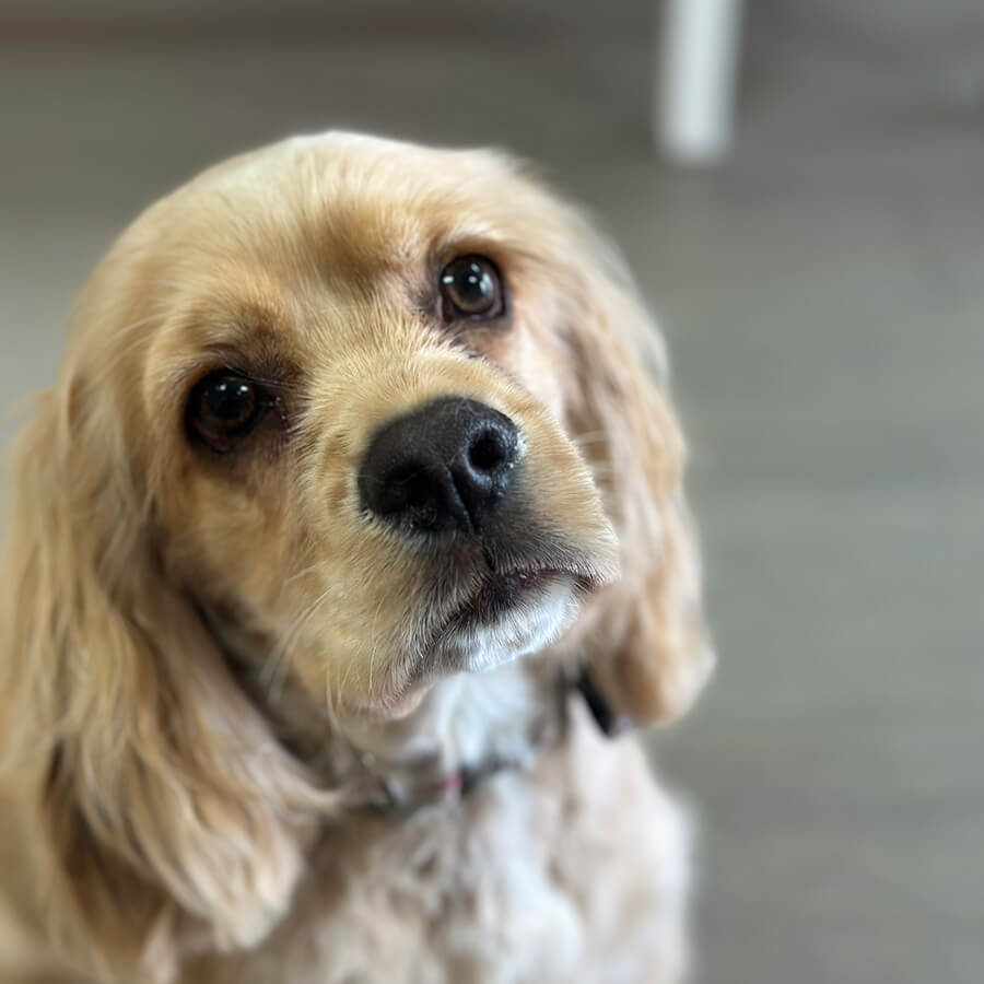 Artboard 32 closeup of a tan spaniel dog