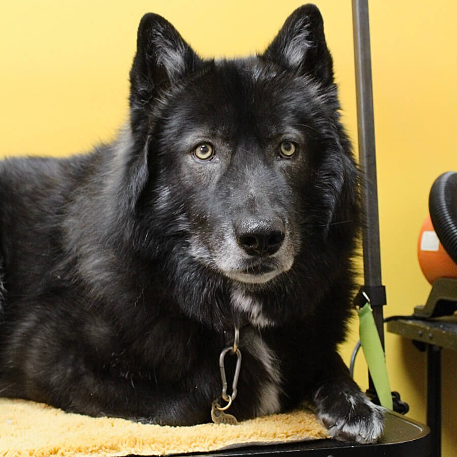 Artboard 34 black dog laying on a grooming table
