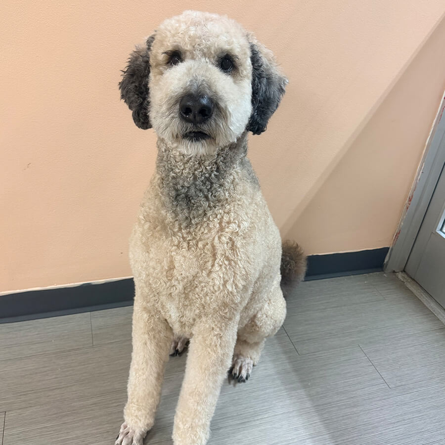 fluffy grey dog sitting for a treat