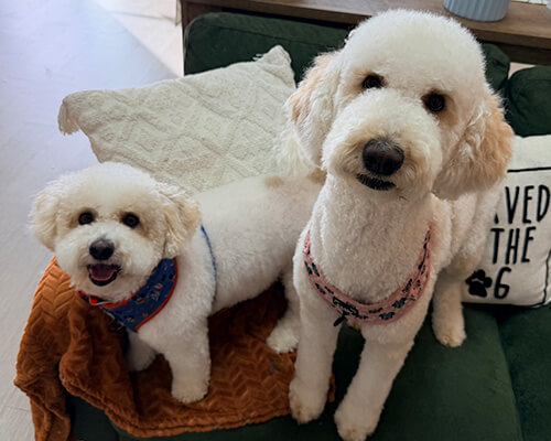 two poodle mix dogs sitting on a couch