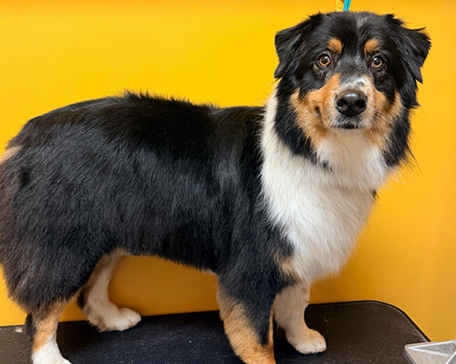 australian shepherd after a full groom